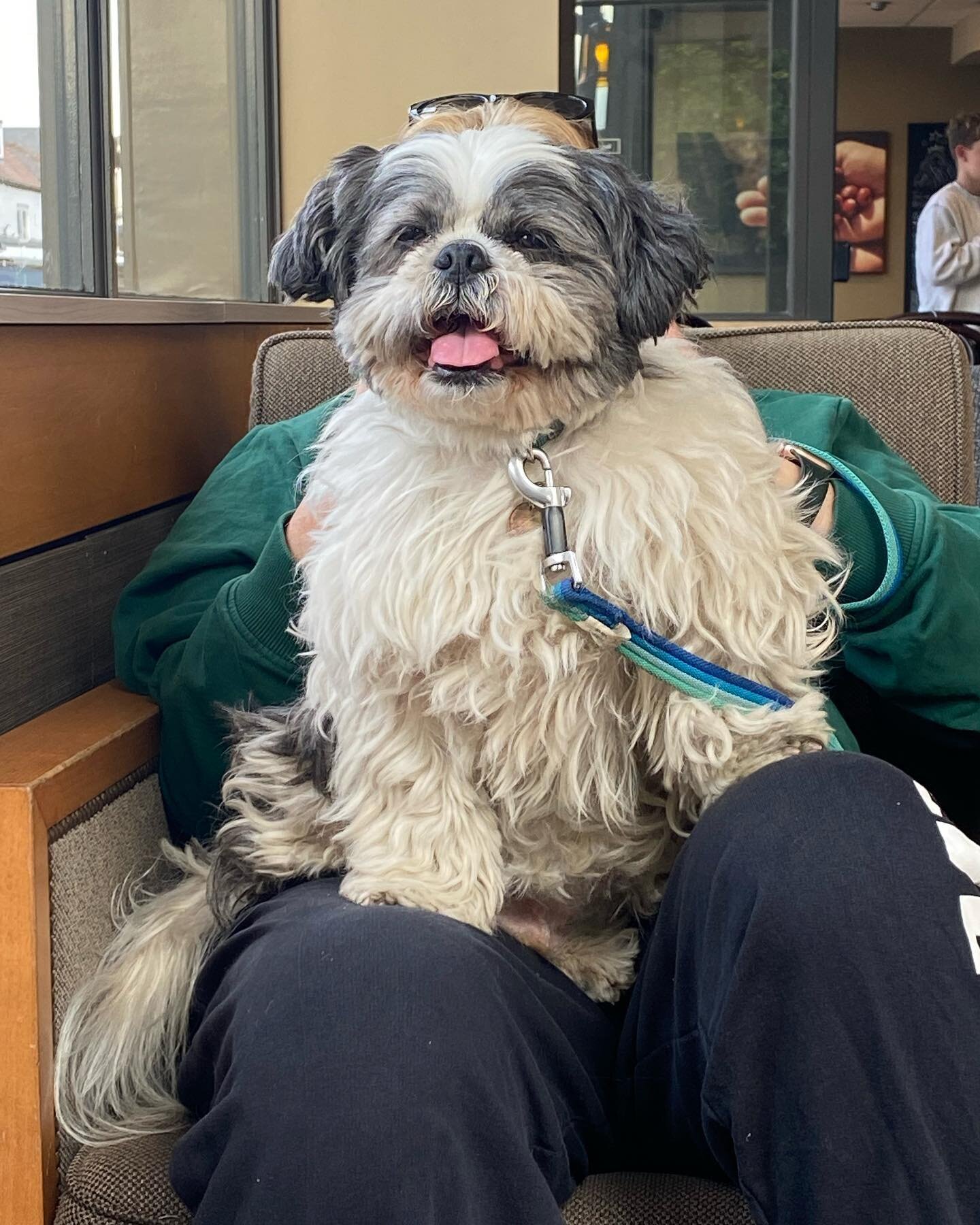 ☀️After a sunny walk of a 1000 sniffs, 
Milo loves to relax amongst his people 🐶

☕️Sundays are for 

💛sniffs

💚snoozes 

💜snuggles

🧡and snaffling snacks from the  puppy buffet (i.e. the coffee shop floor, post-Teddington children chucking thei