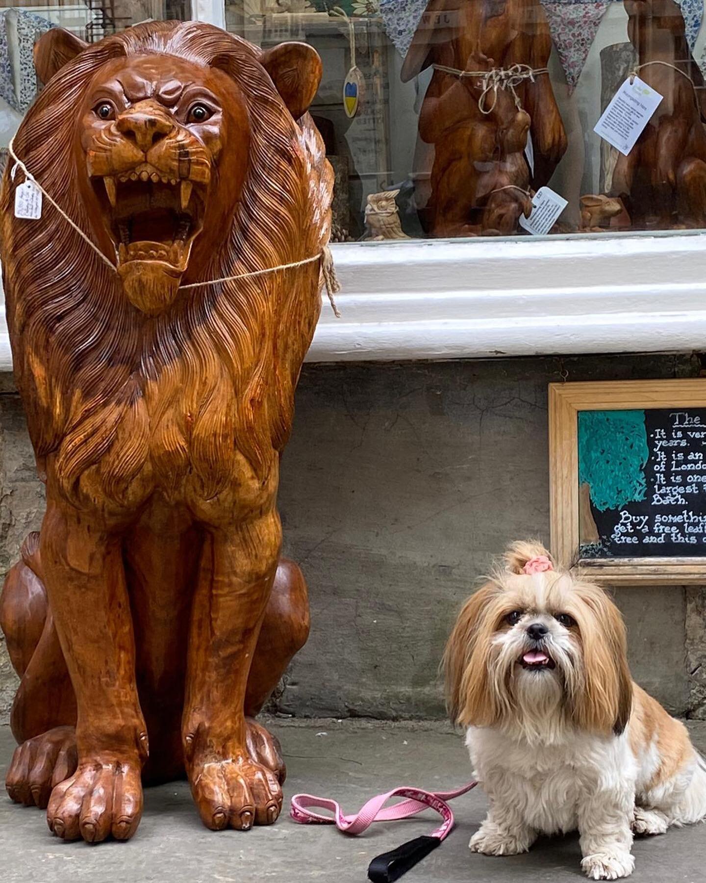 💗🐶💗My baby 🦁, Minnie 💗🐶💗

#shihtzu #shihtzusofinstagram #shihtzus #babylion #houseoflion 
Minnie&rsquo;s gorgeousness by @shampoocheddoggrooming
Huge wooden Lion, yours for only &pound;3950 at a shop near Bath Abbey
