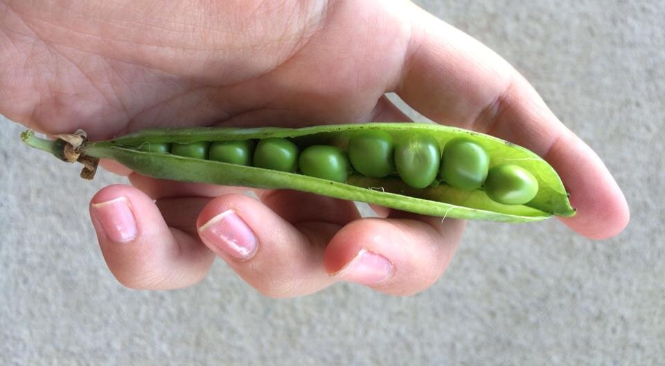 peas.jpeg