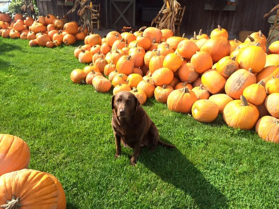 sophie_pumpkins.jpeg