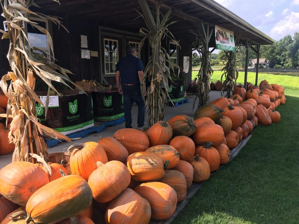 shed_pumpkins3-1024x768-1.jpeg