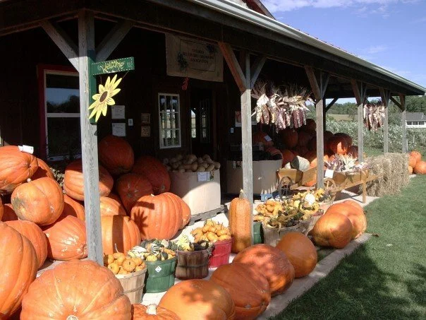 shed_pumpkins2.jpeg