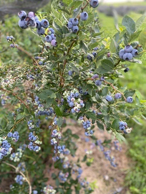 bb full bush.jpg