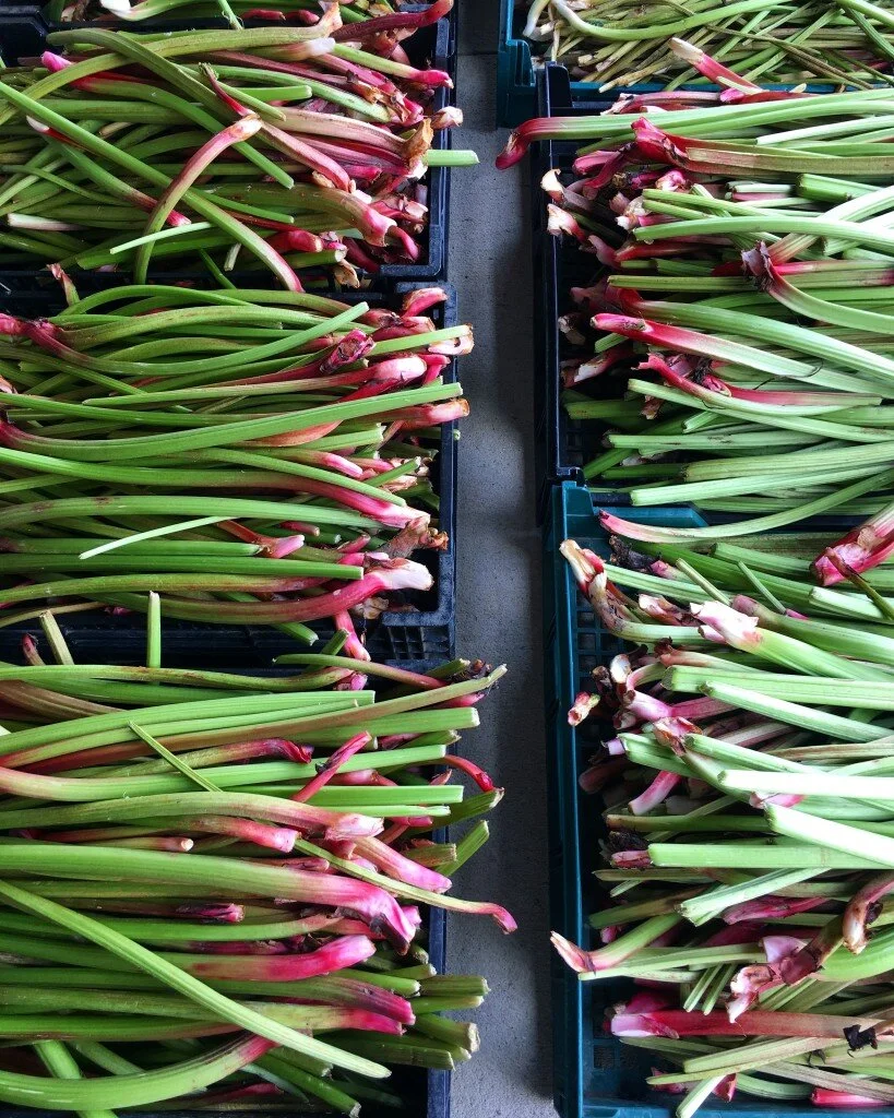 rhubarb_1-819x1024-1.jpeg