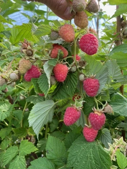 RB fruit hanging.jpg