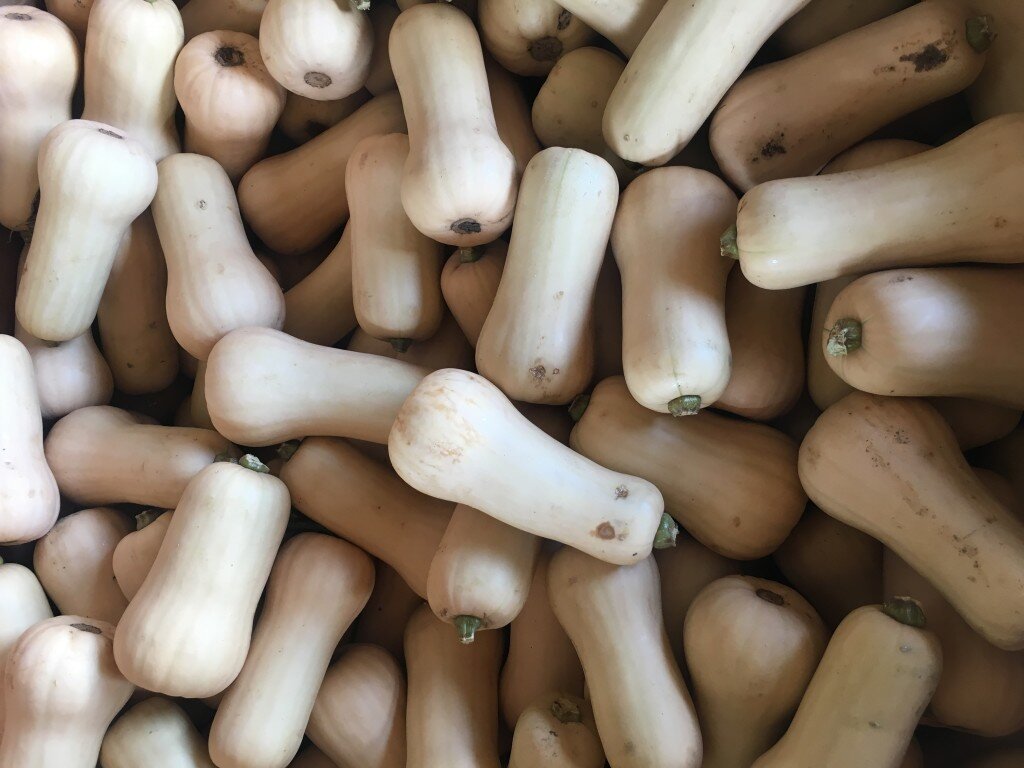 squash_butternut-1024x768-1.jpeg