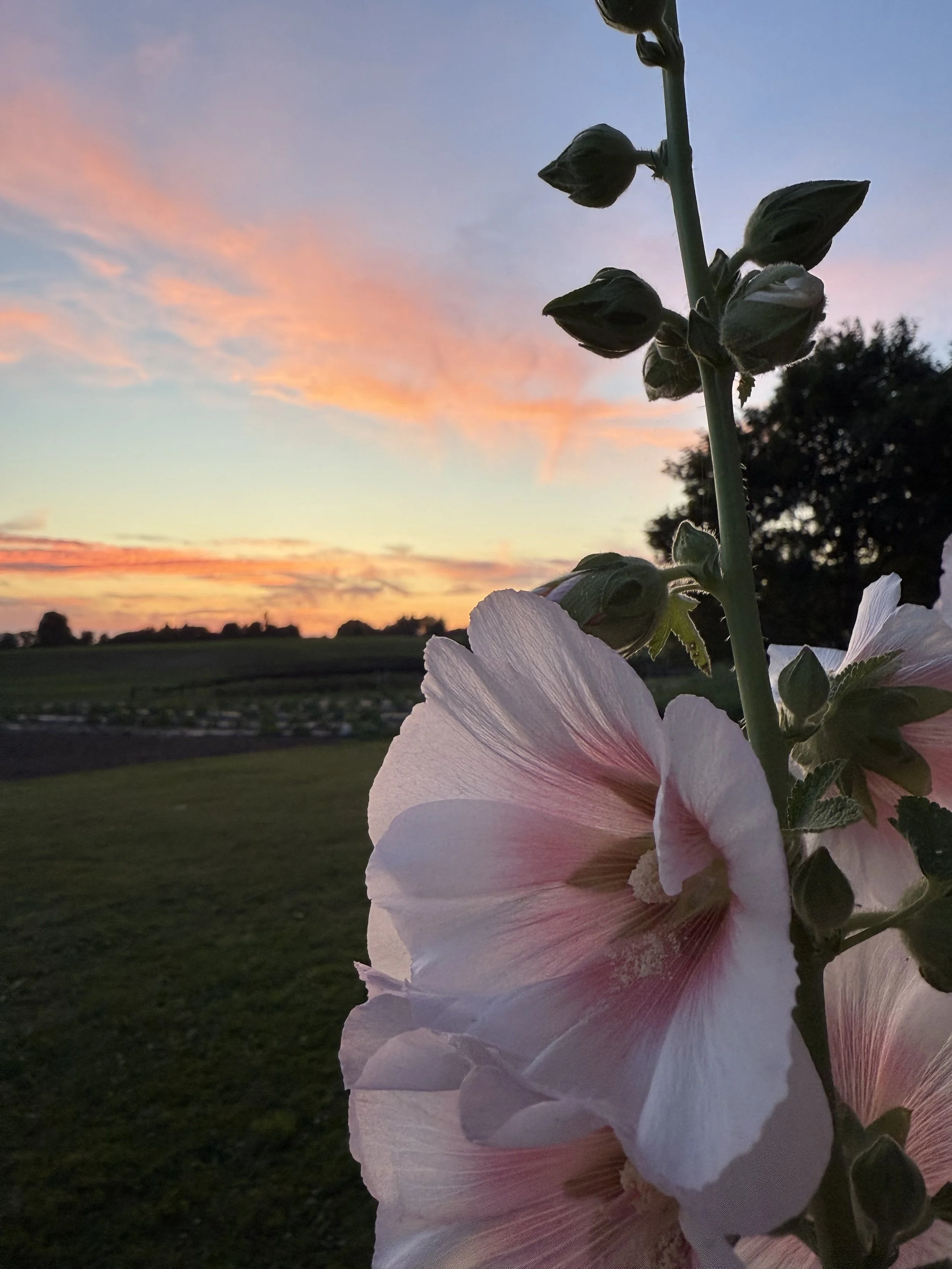 IMG_1448.jpeg