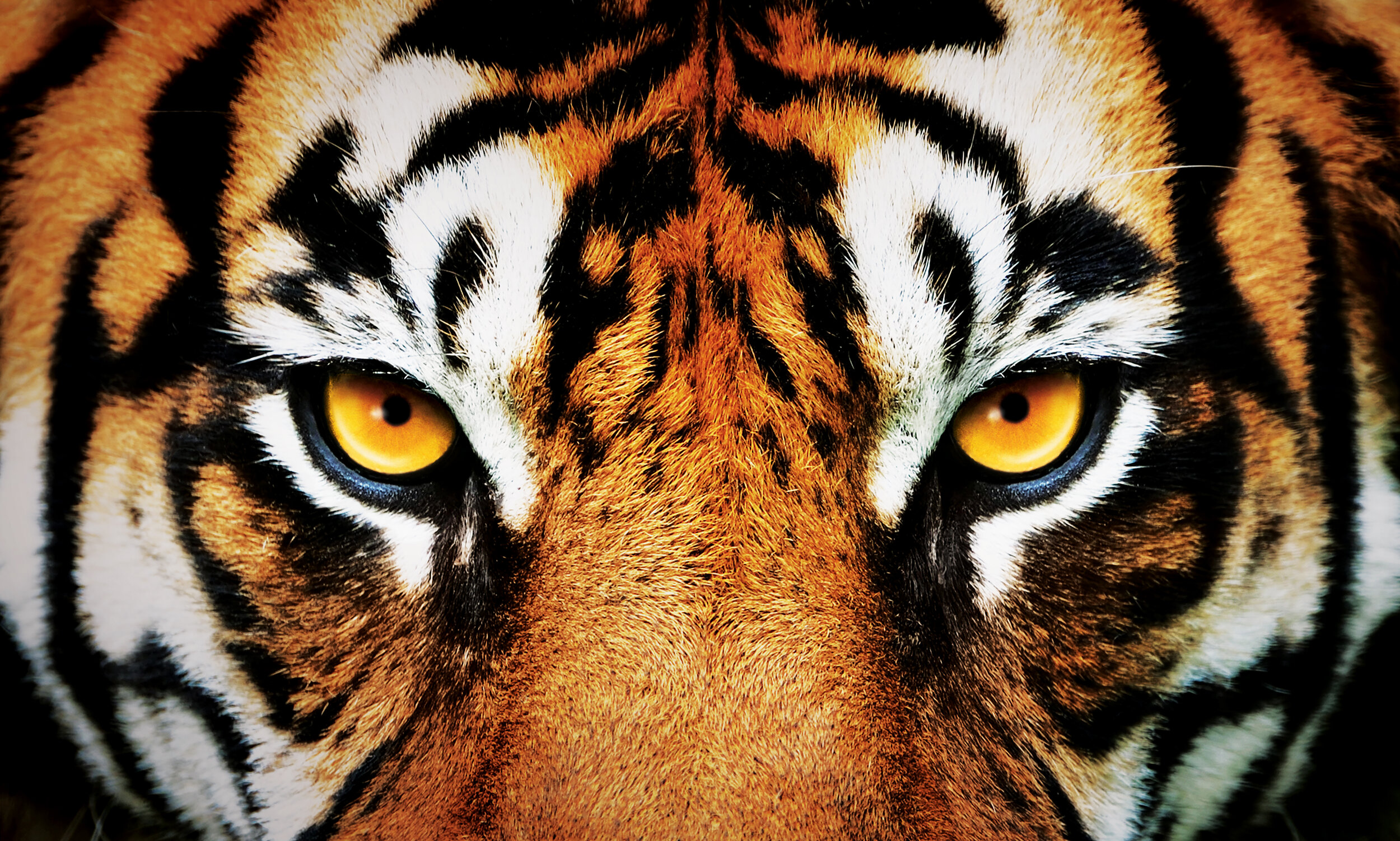 Tiger_01-REV copy.jpg