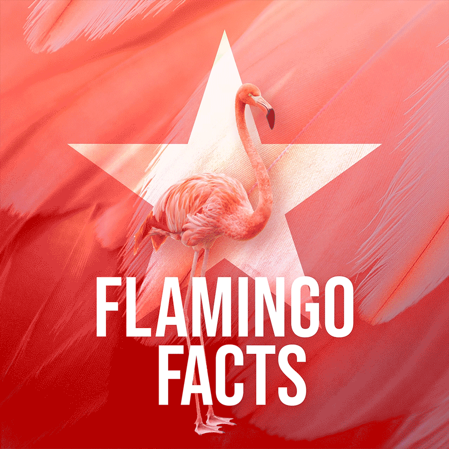 21-OZF-0220-Flamingo-Campaign_03.gif