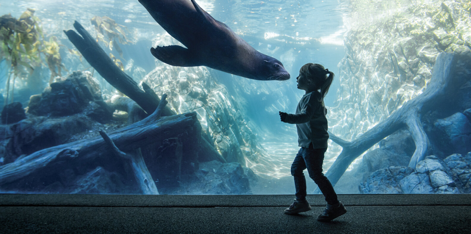 ZooFaribigPics-seal.jpg