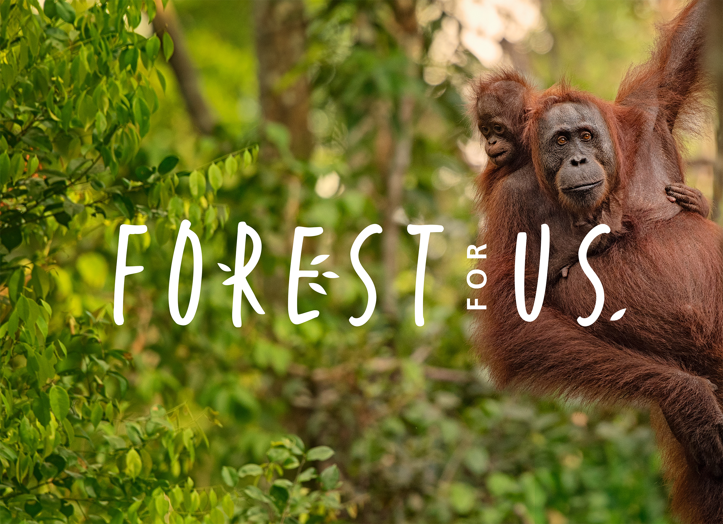 Orangutan_Cov.png