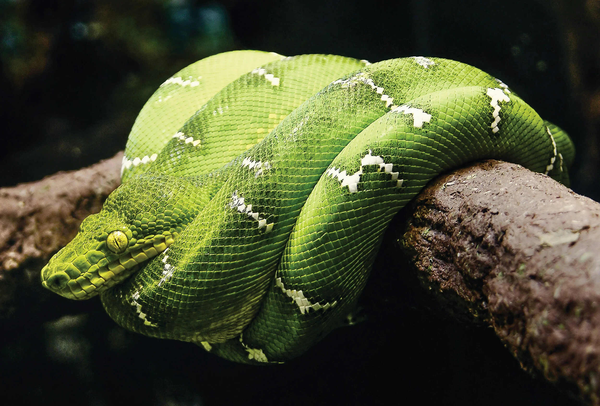 Agent-Omaha Zoo Foundation-4.jpg