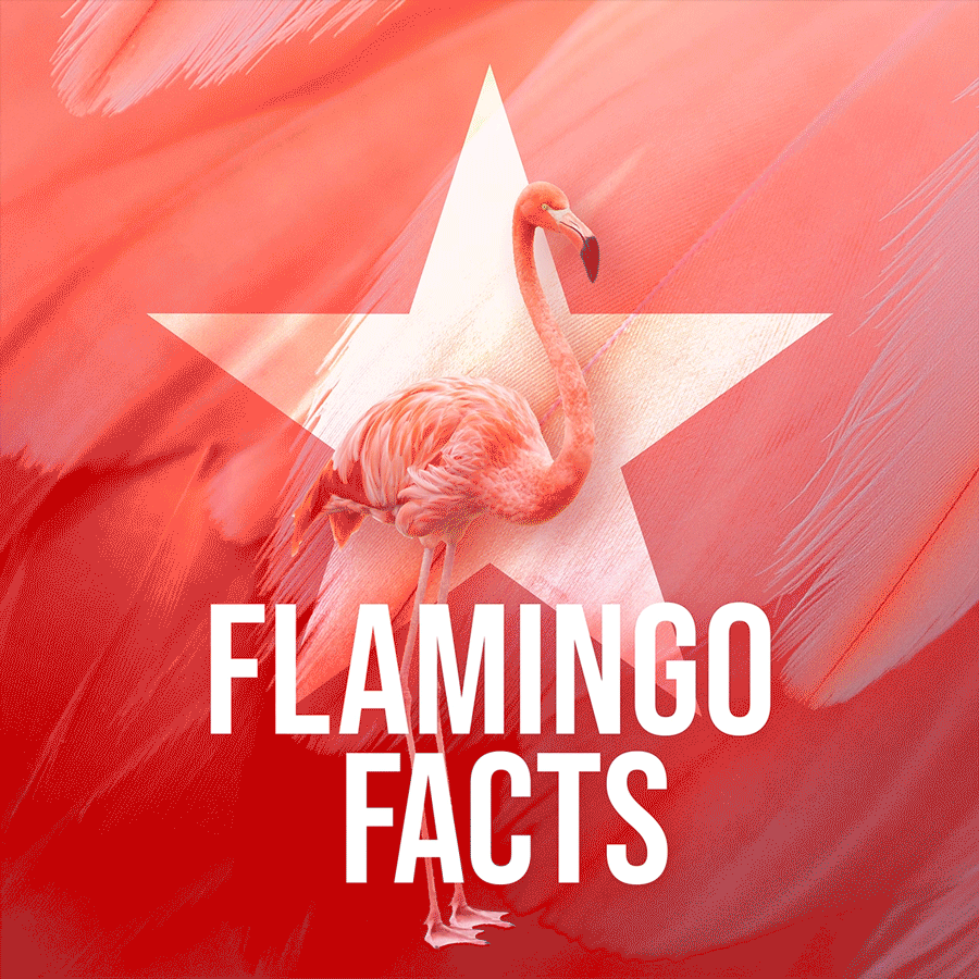 21-OZF-0220-Flamingo-Campaign_02.gif