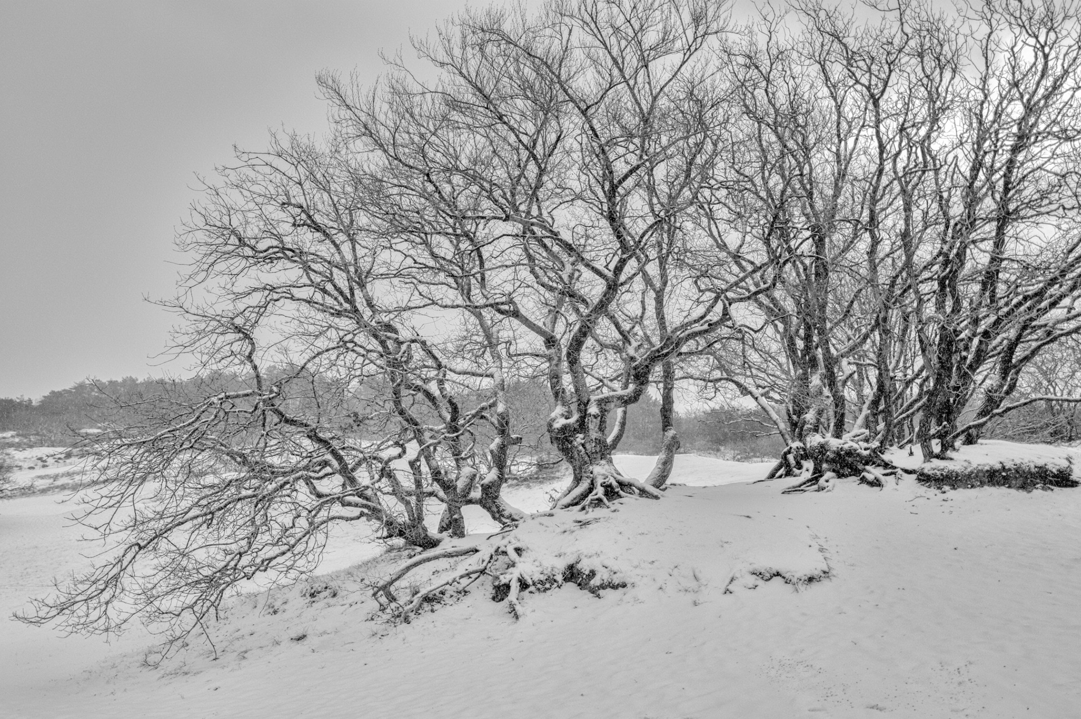 Scherm­afbeelding 2026-01-12 om 13.59.37.png