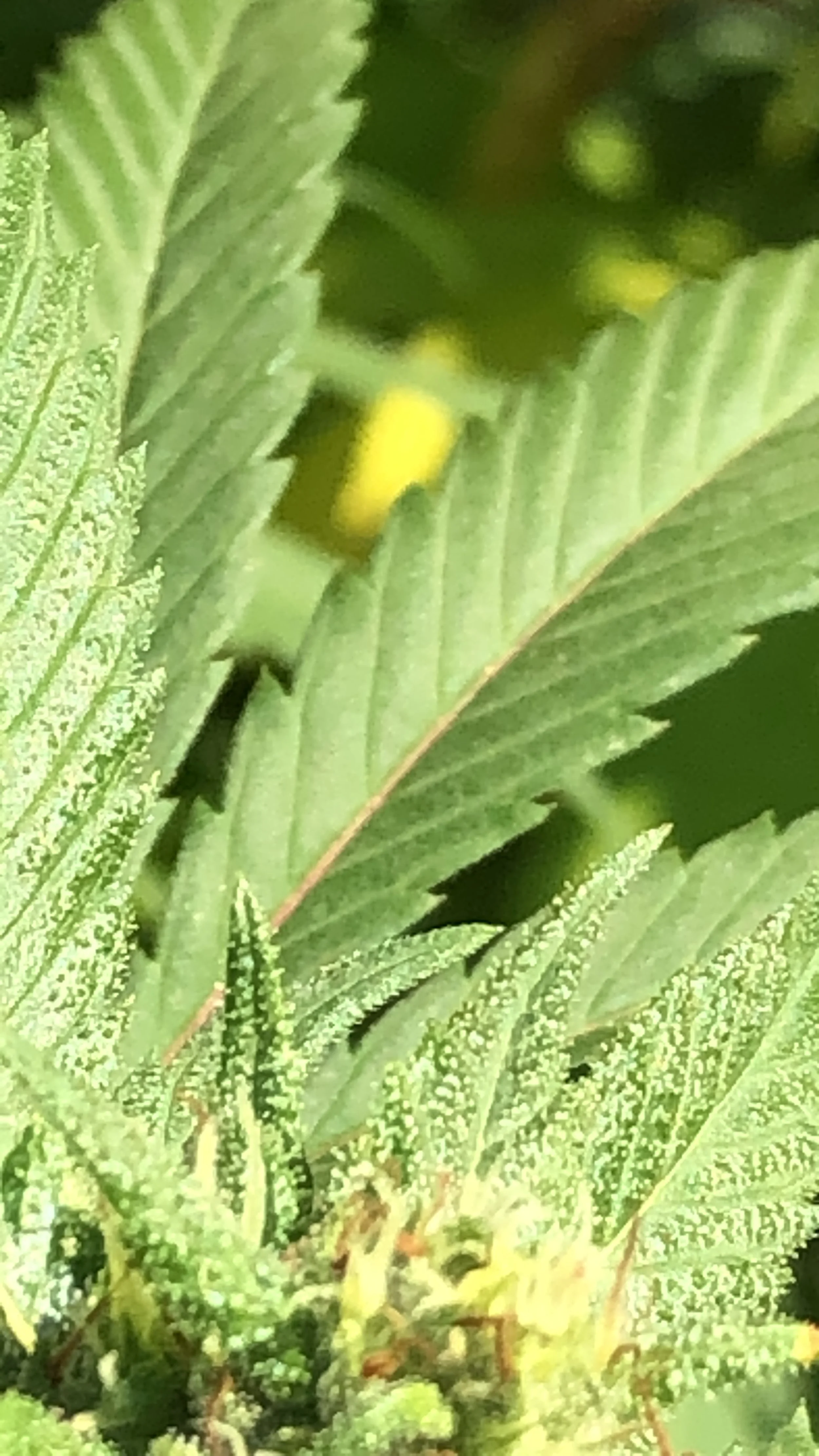 Sun on Trichomes.JPG