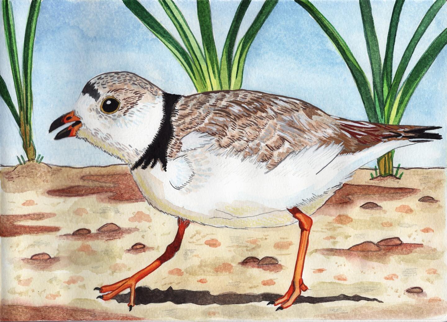 Have been obsessed with cute little Piping Plovers since the start of summer. Let&rsquo;s continue to look after these guys on the beach with what summer we have left!
#sharetheshore #pipingplover #protecttheplovers 
.
.
.
.
.
.
.
#watercolorpainting
