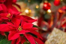 Christmas Poinsettia Sale