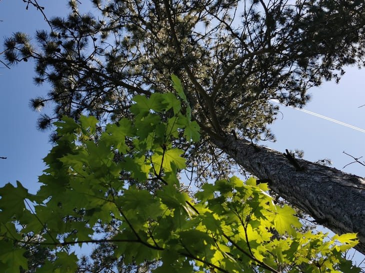 Waldbaden - Mehr als nur ein Spaziergang