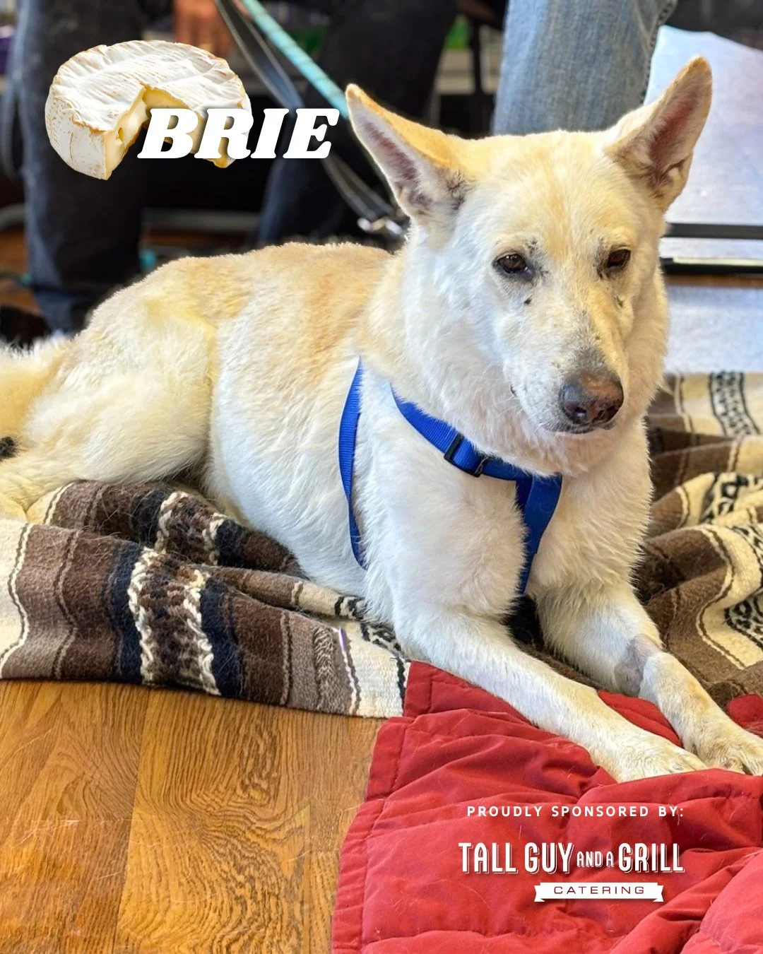 You may remember Brie, the rescue pup we're sponsoring from @jrspupsnstuff 🐾 True to her name🧀, she&rsquo;s soft, lovable, and absolutely worth bringing home. Brie is a 6-year-old female German Shepherd who's spayed, micro-chipped, and up-to-date o