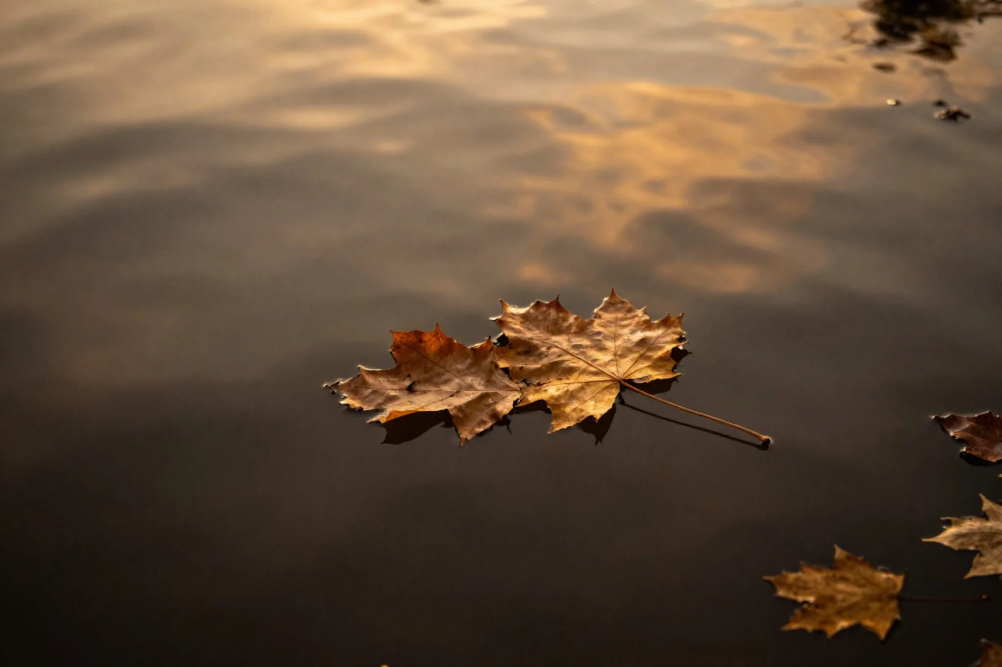 Fallen leaves in still water. High functioning depression & burnout can feel debilitating at times. Find support with depression counseling in Seattle, WA.