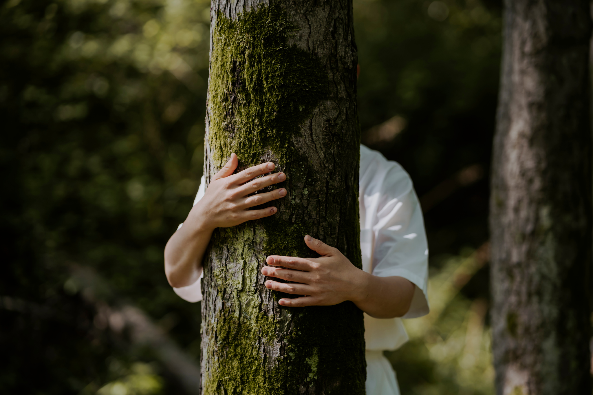 A person embracing a moss-covered tree in a sunlit forest in Portland, Oregon, or Seattle, Washington, symbolizing the struggle for connection and the healing journey of avoidant attachment through nature and mindfulness.