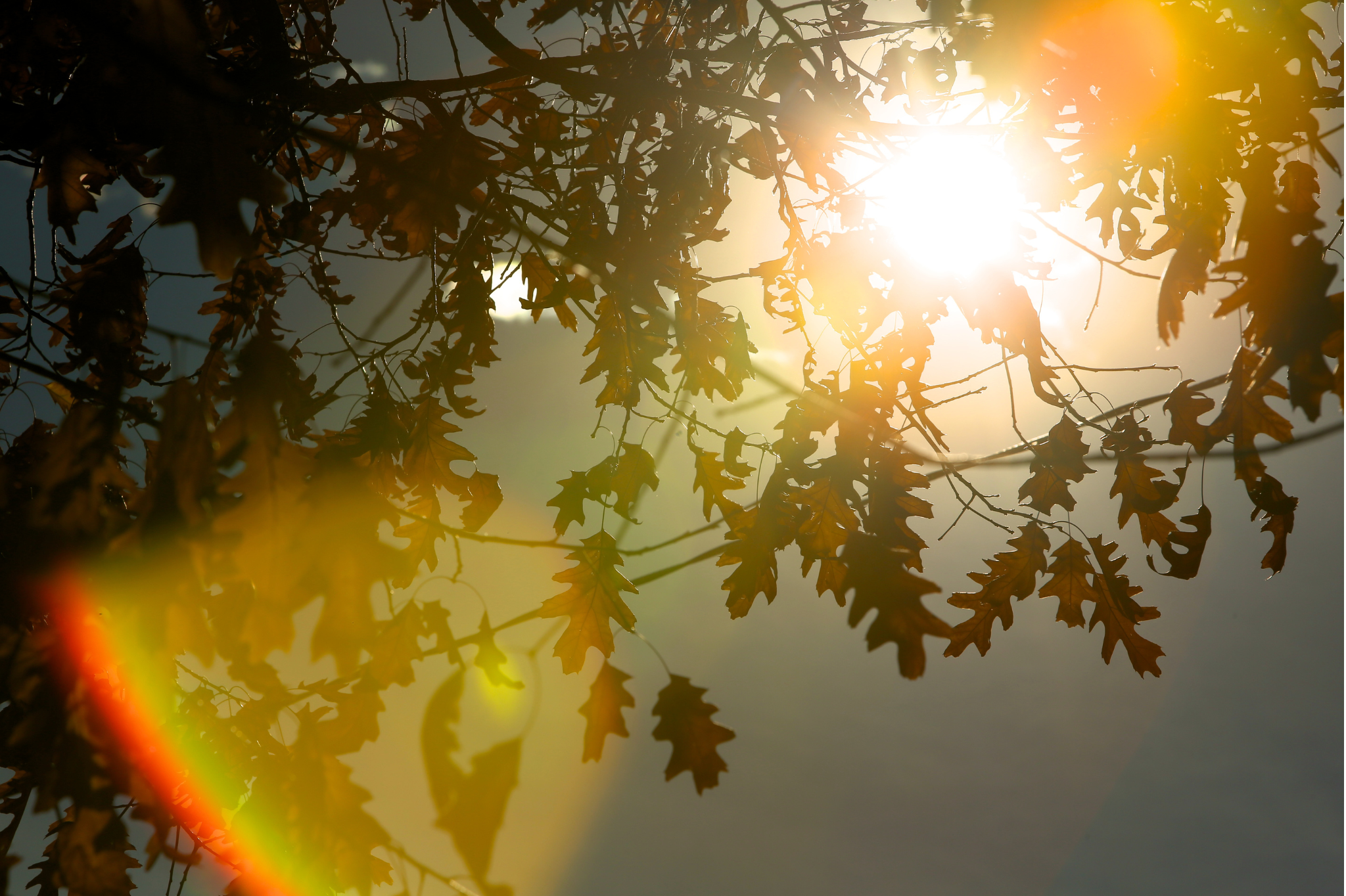 Sunlight bursts through autumn branches, symbolizing the breakthrough needed to heal a Fawn response. Expert Advice on Relationships in Portland helps you find your light. Serving zip codes 97214 and 97210.