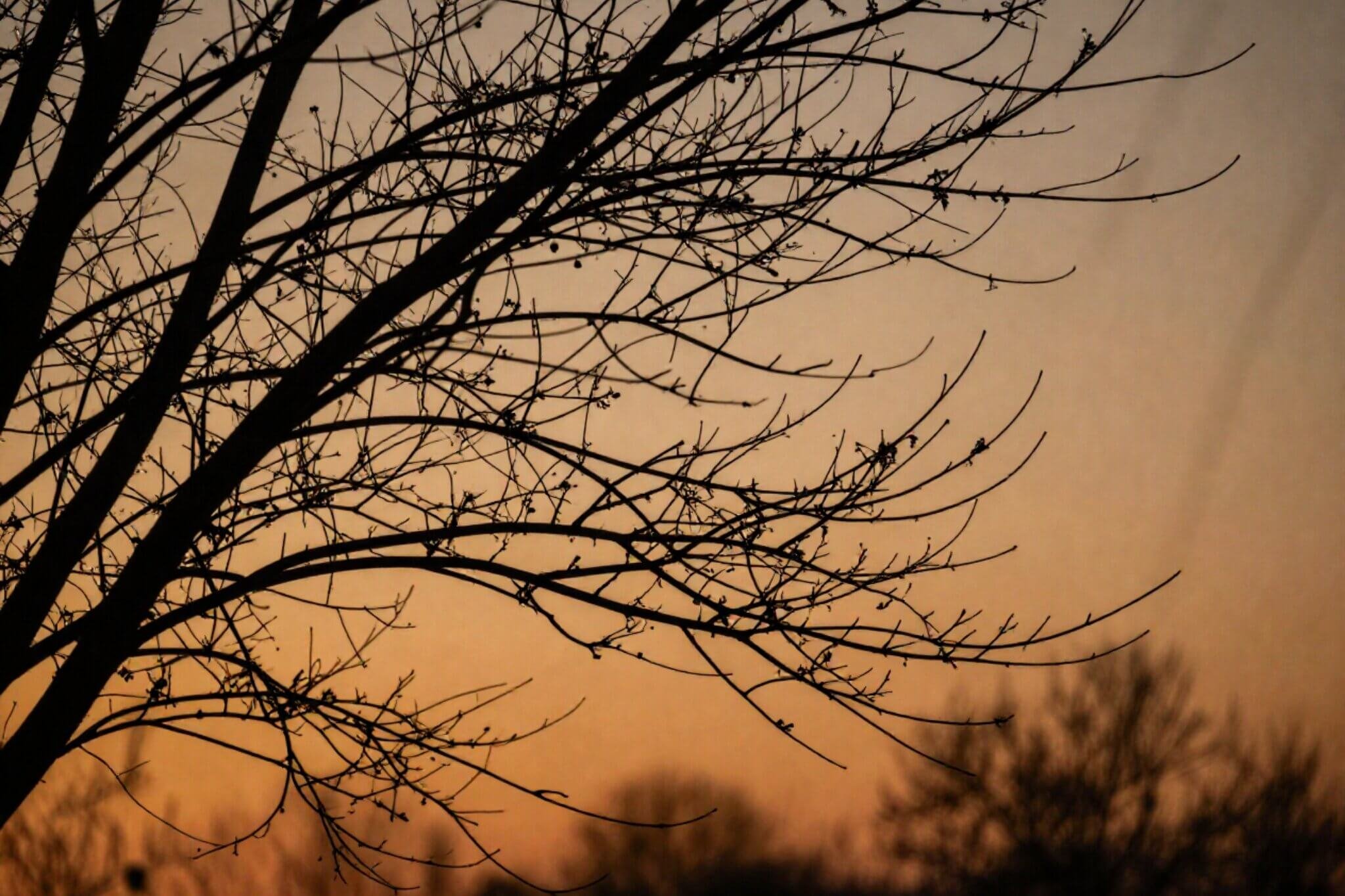 Bare tree branches with an orange sunset in the background. Learn how depression counseling in Seattle, WA can help with high functioning depression. Start your journey today.