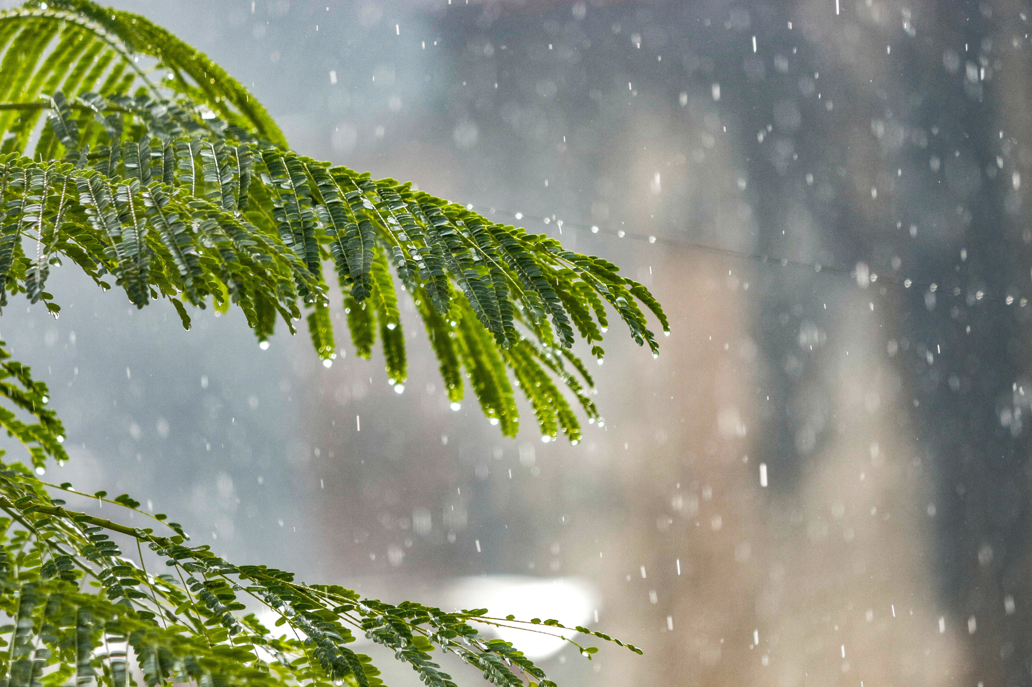 A close-up of vibrant green fern leaves glistening with raindrops symbolizing renewal and clarity through therapy for relationship issues and couples therapy in Portland, Oregon, serving zip codes 97035, 97229, 97214, and 97210.
