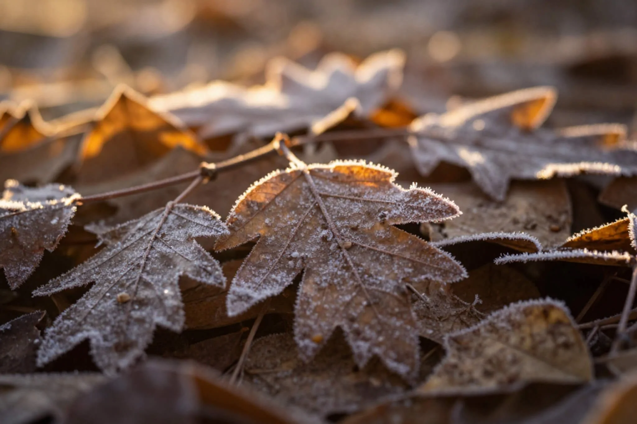 Frozen leaves resting on the ground. If you struggle with high functioning depression, a therapist in Seattle, WA can help. Learn more here!