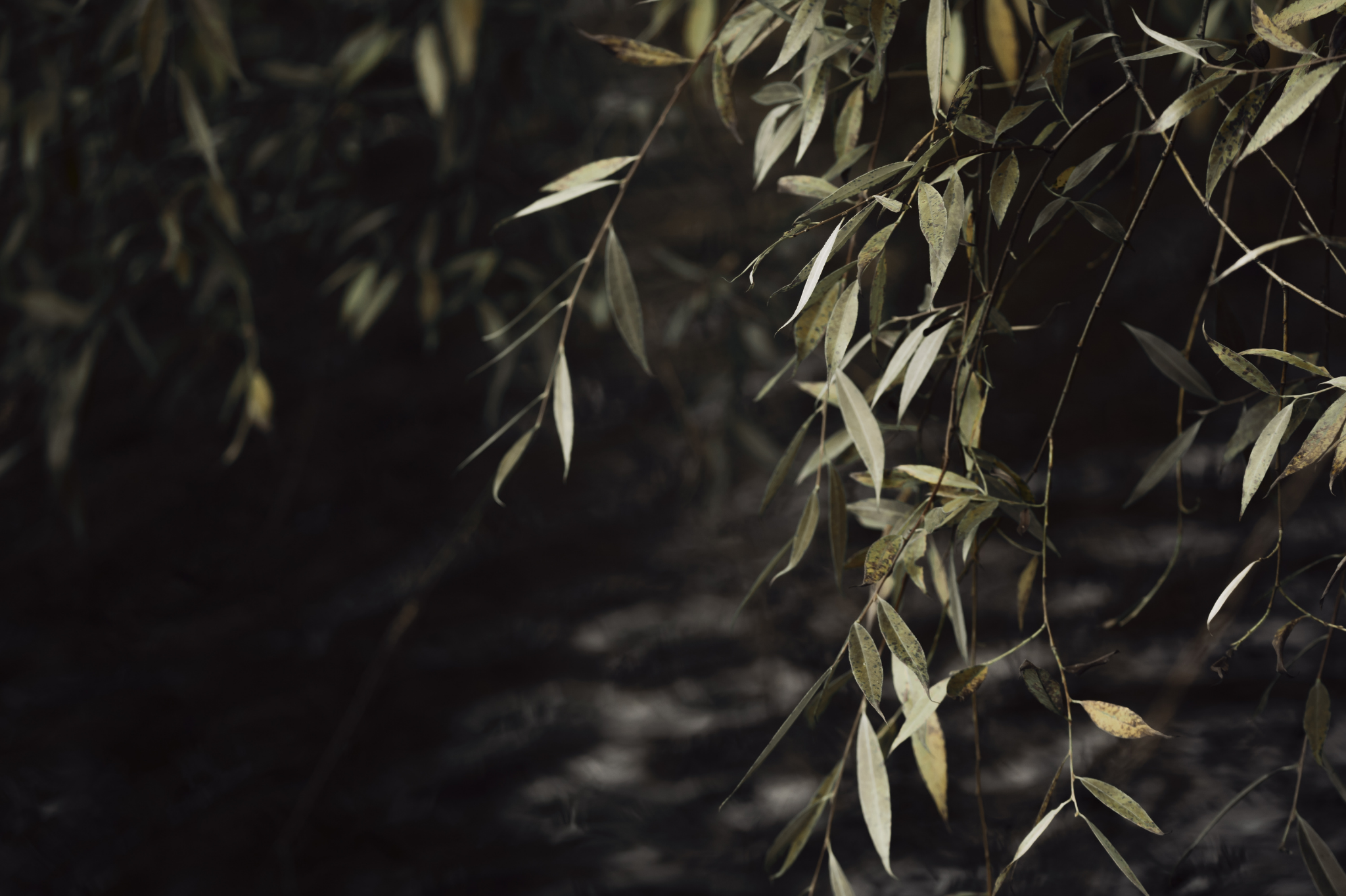 Delicate hanging leaves symbolize new growth during the infidelity recovery process. Rebuild trust together with our empathetic affair recovery counseling in Lake Oswego, Oregon. Start your healing journey in zip code 97035.