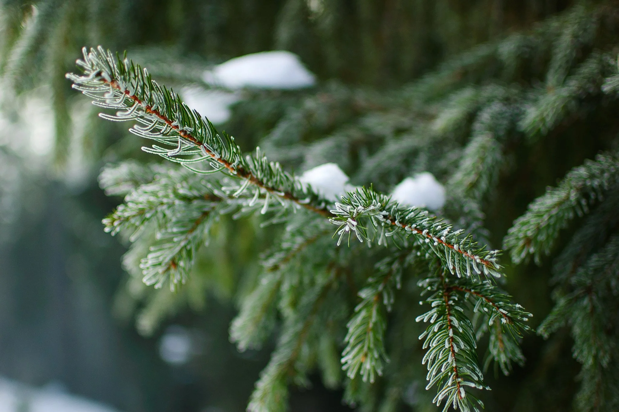 Snow resting on a green pine tree branch. If work anxiety is interrupting your life, find support at Spark Relational Counseling. We offer anxiety & burnout therapy in Seattle, WA.