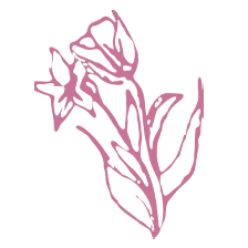 pink flower illustration