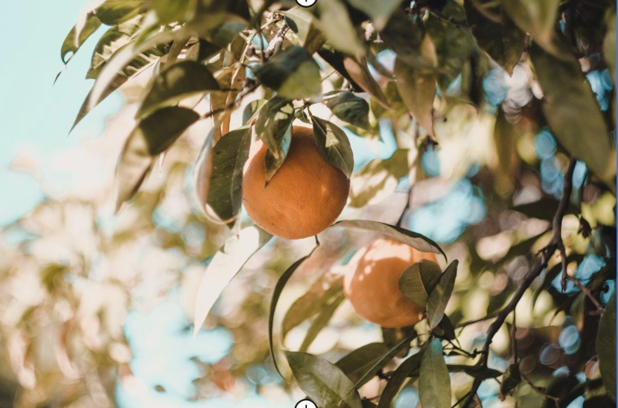 Immune Support 101