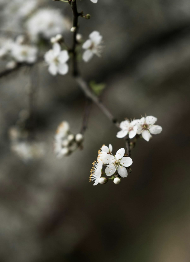 Spring Reset: Cleansing Your Body and Home