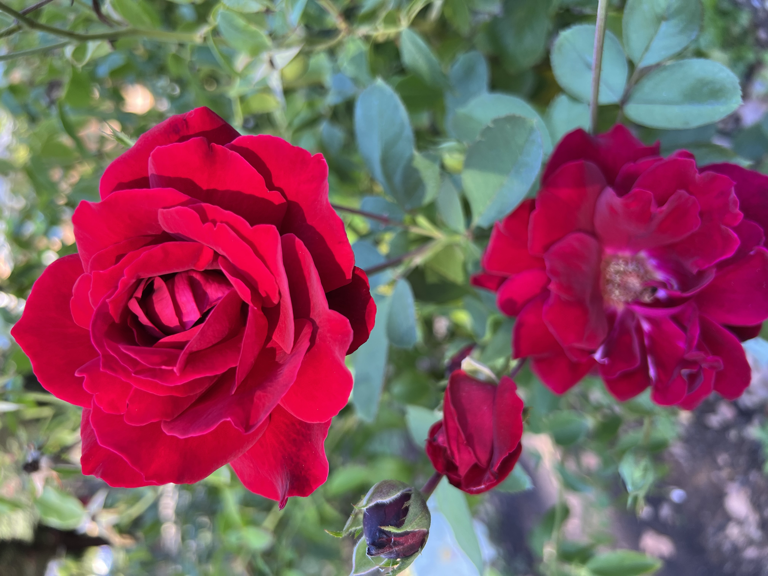Summer Rose