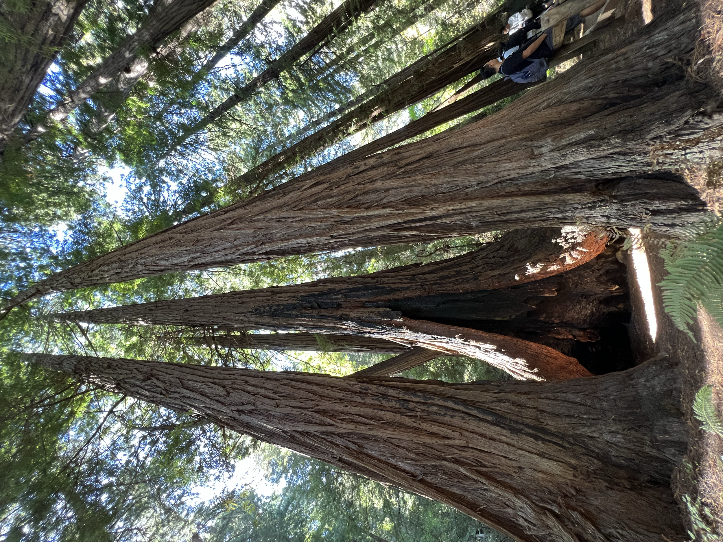 Muir Woods