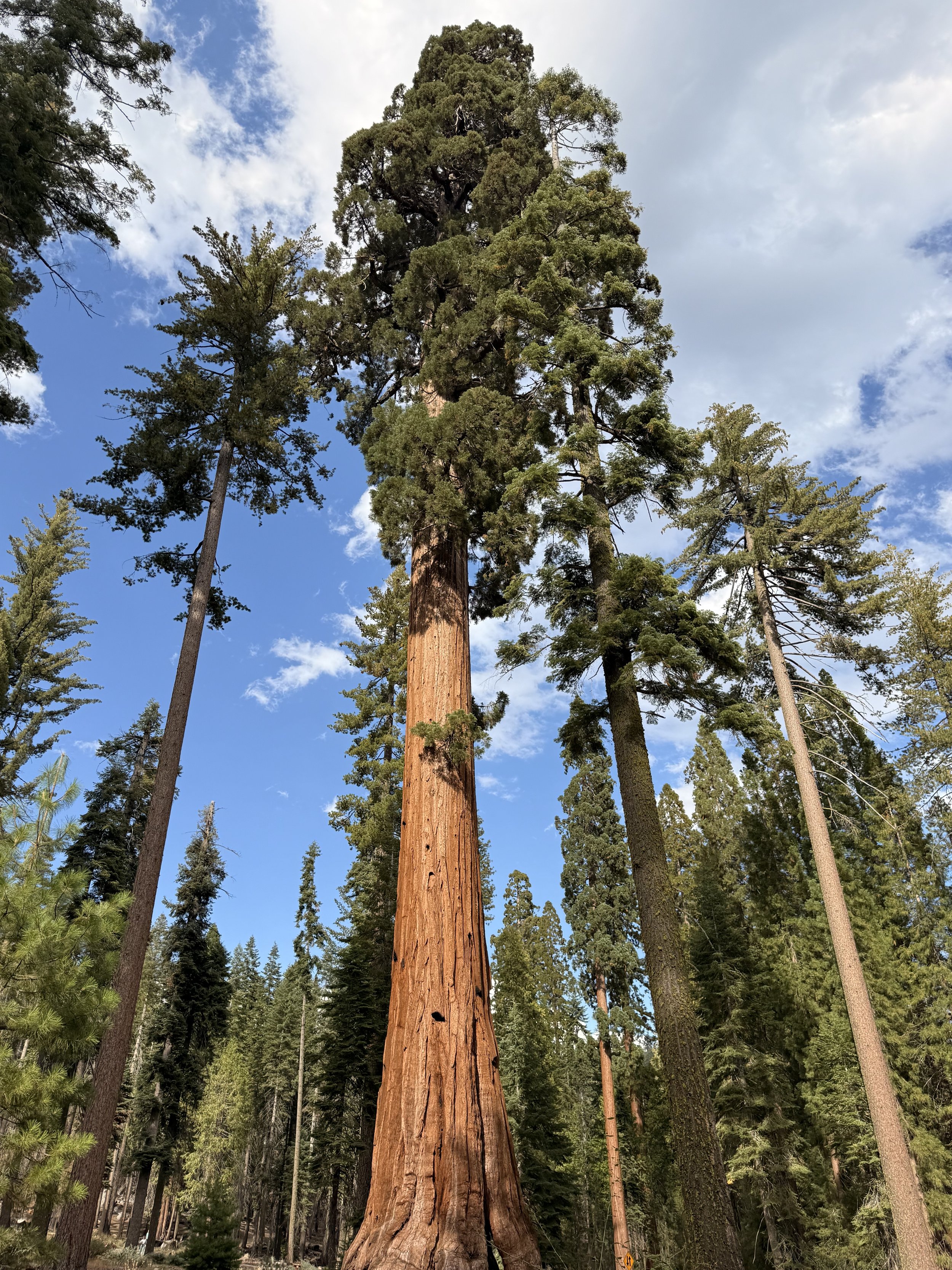 The Grizzly Giant @ Yosemite