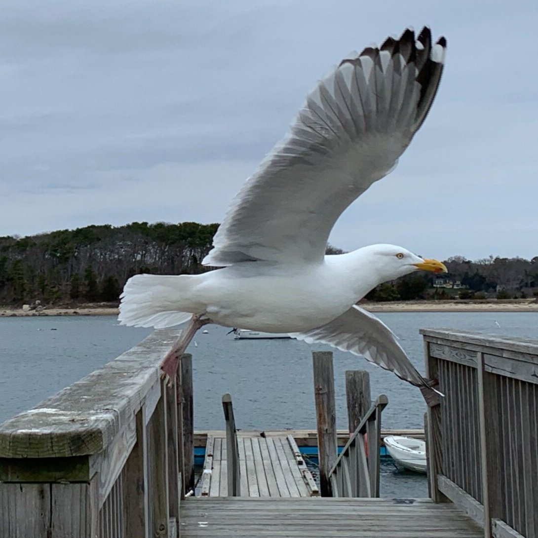 Gull on the Wing
