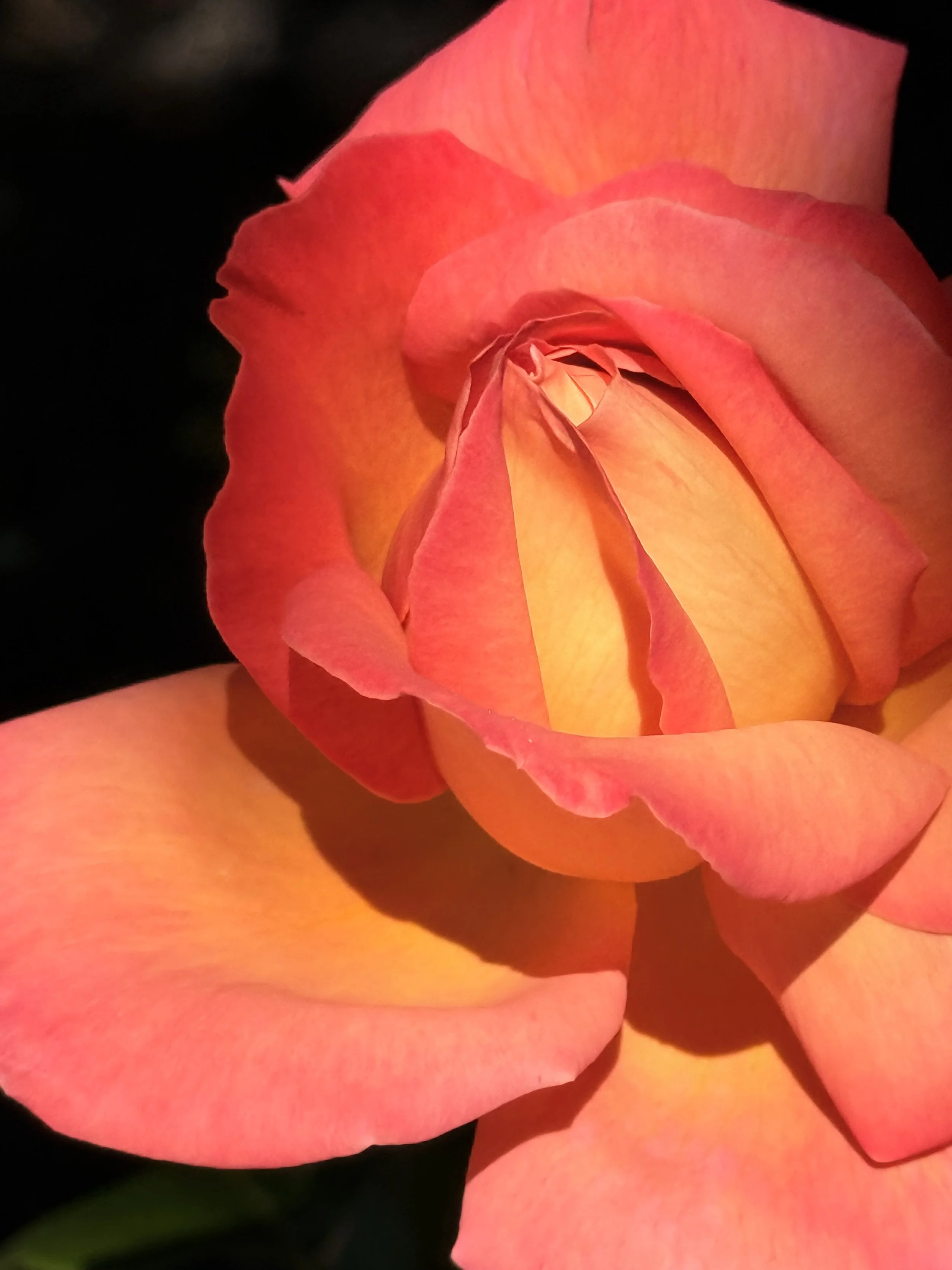 IMG_4050.jpeg