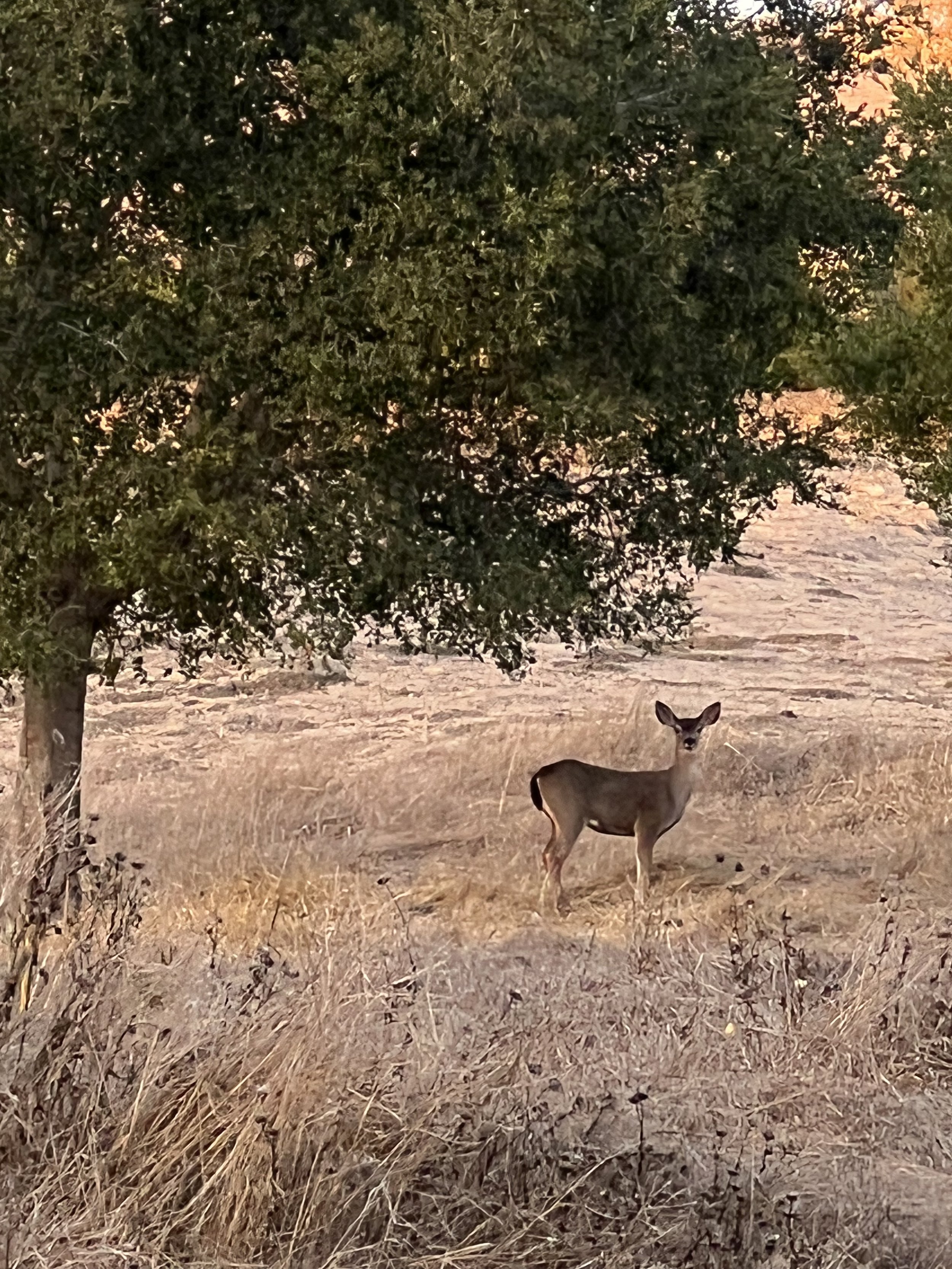 Neighbor