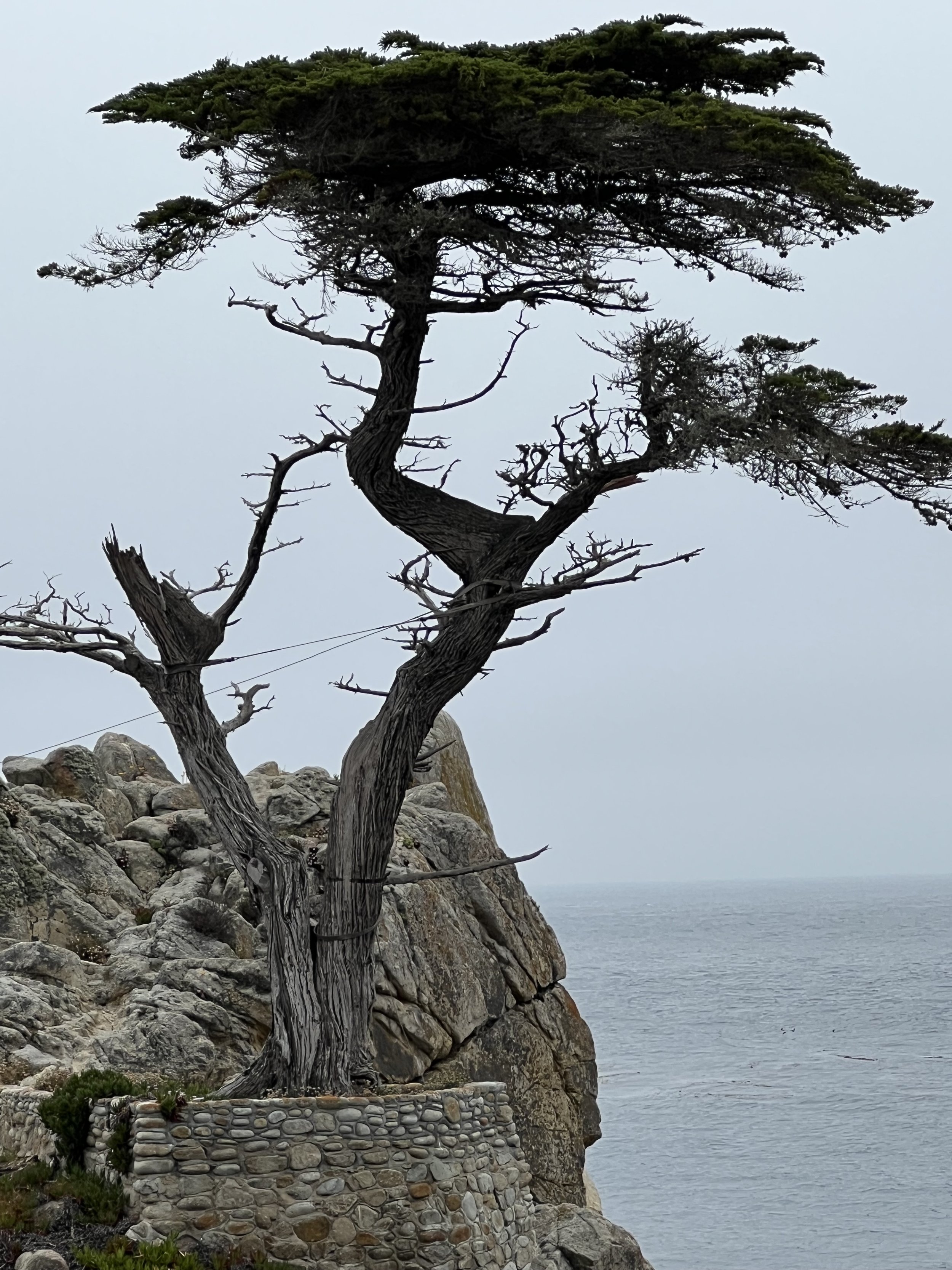 The Lone Cypress