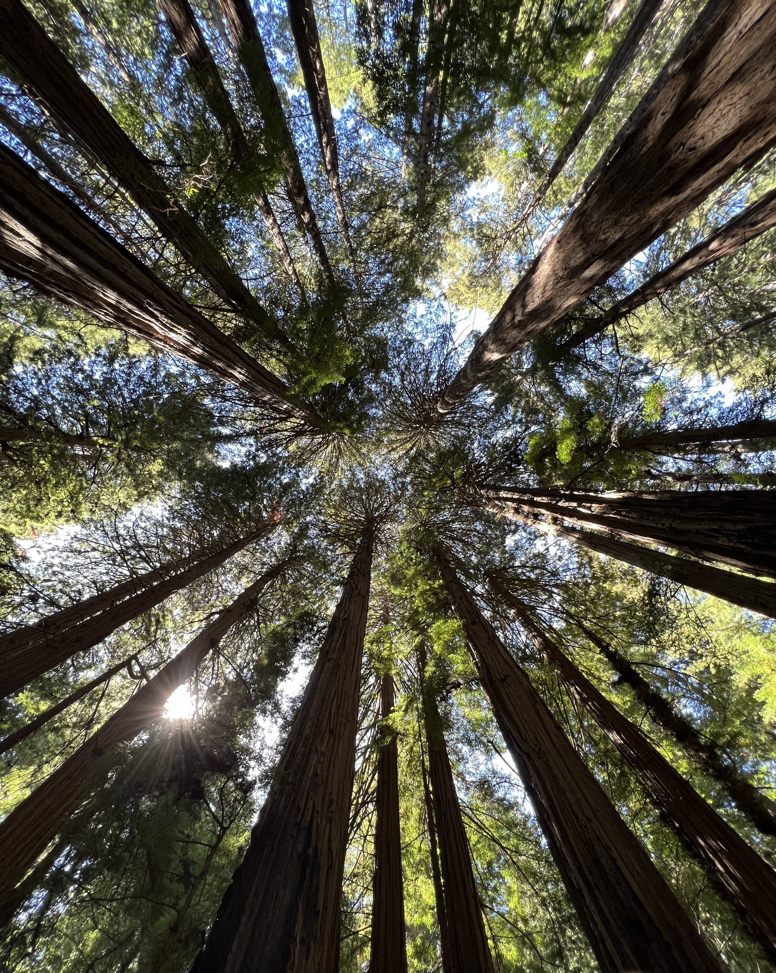 Those Trees