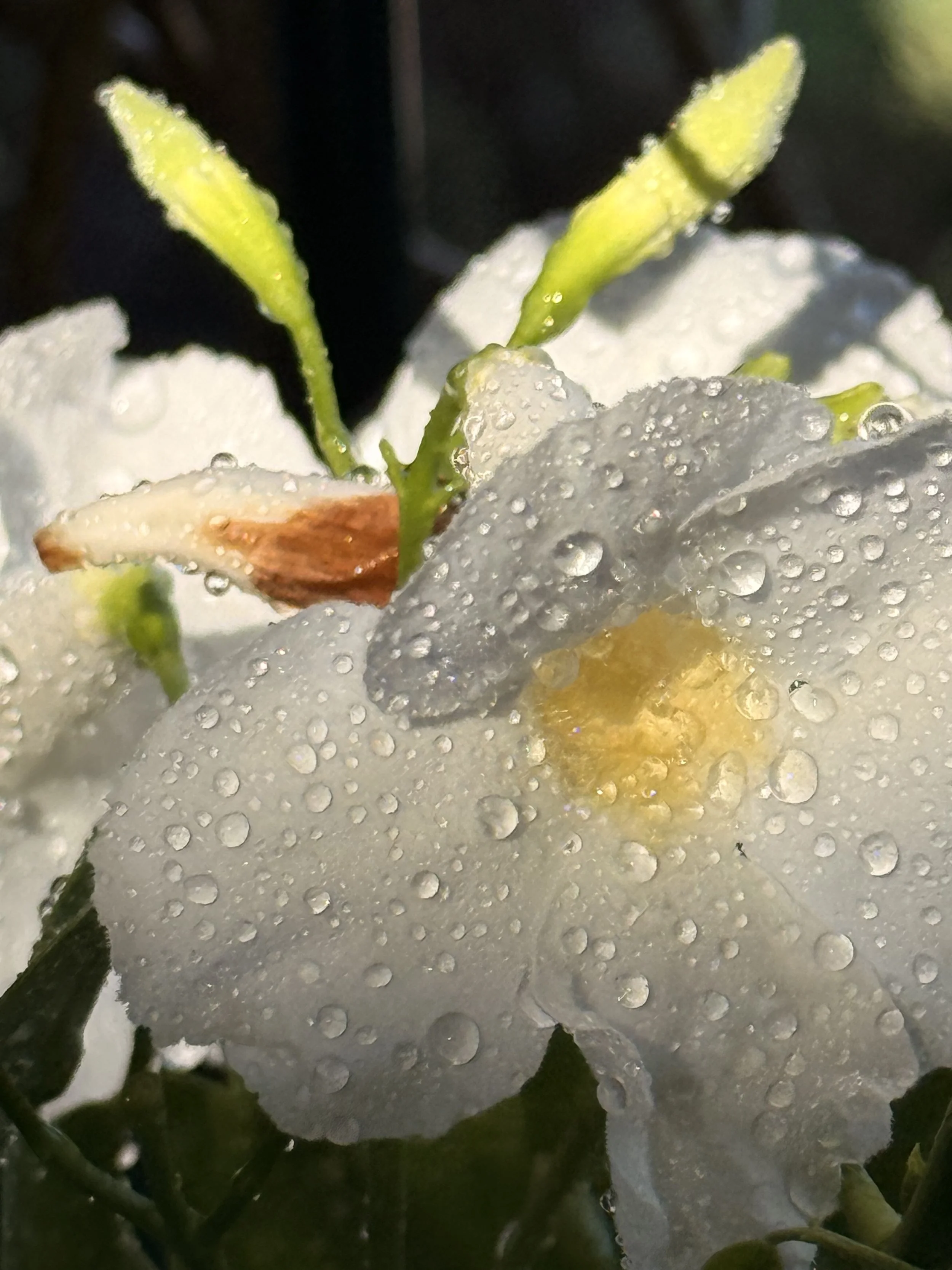 IMG_4215.jpeg