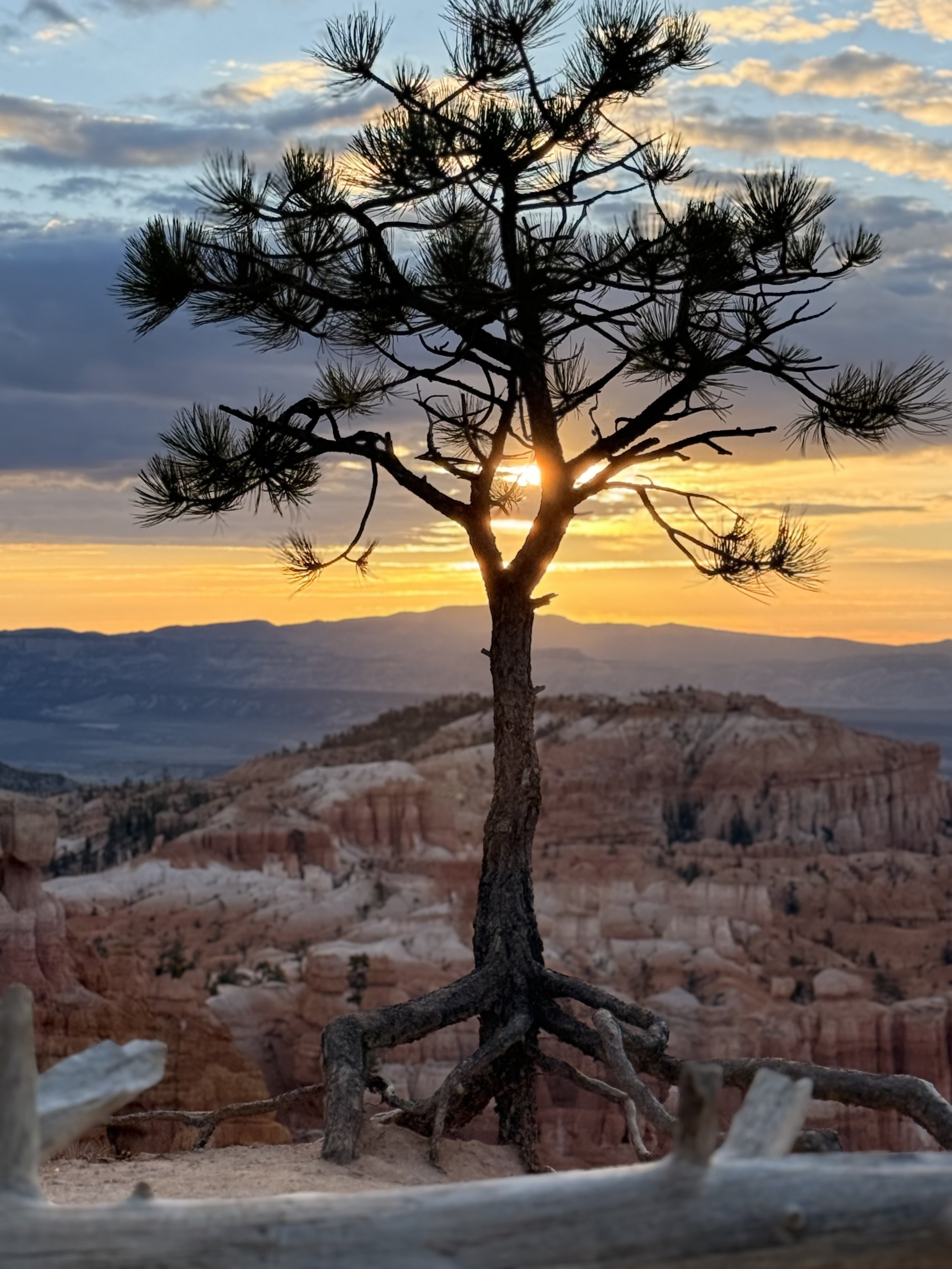 I am Just a Tree
