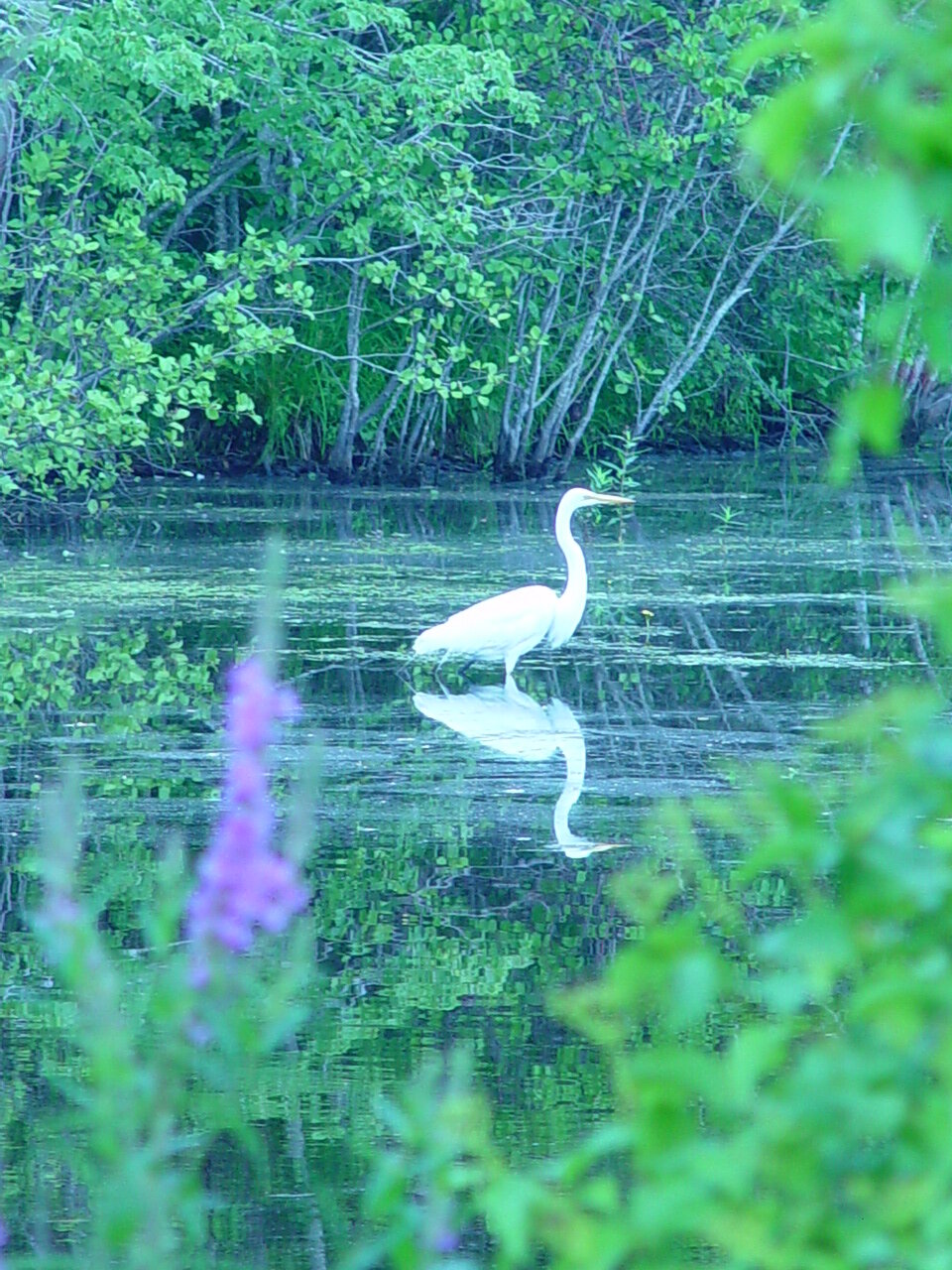 Egret Pond