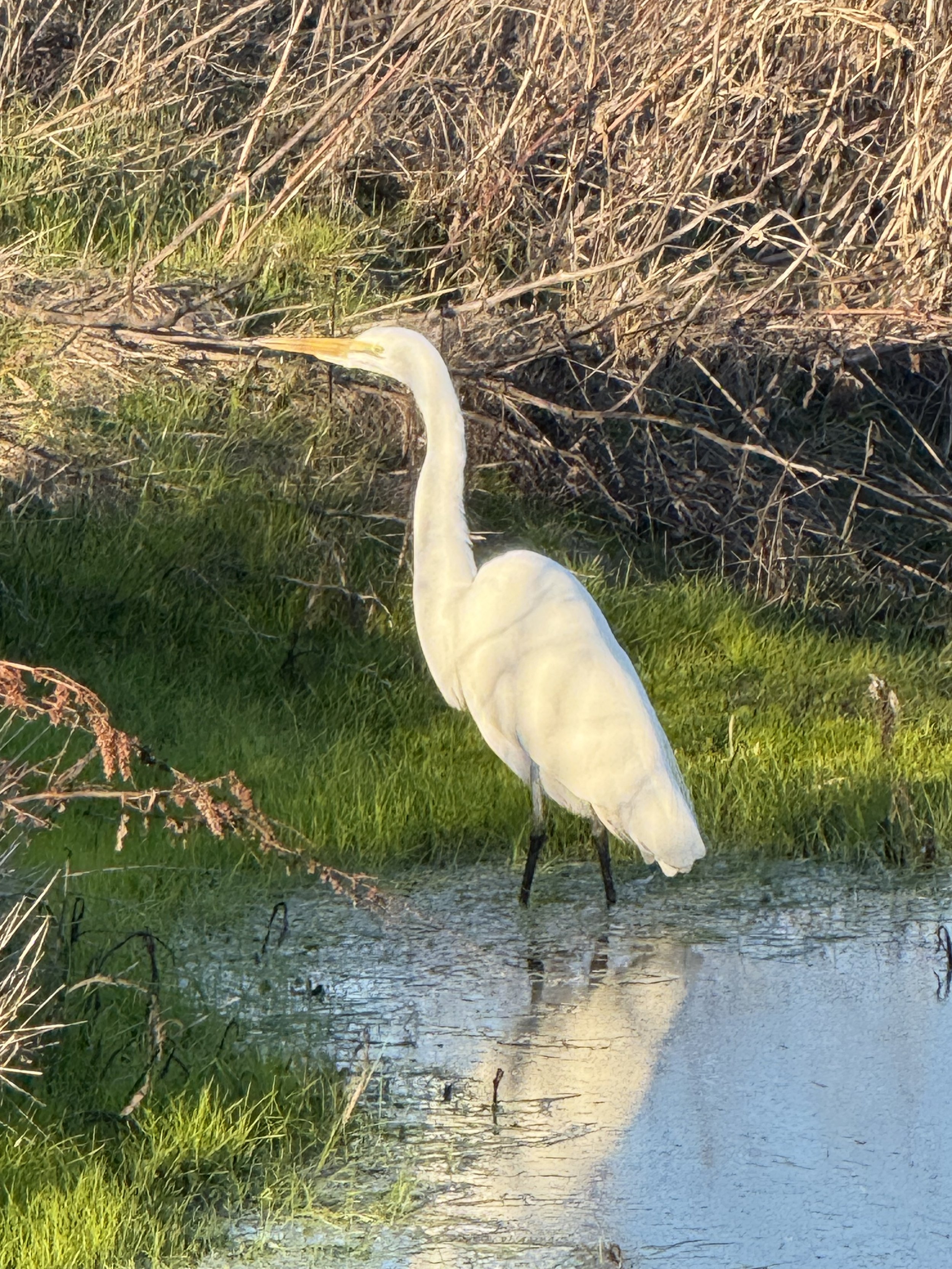 Shomburger Sanctuary Petaluma CA