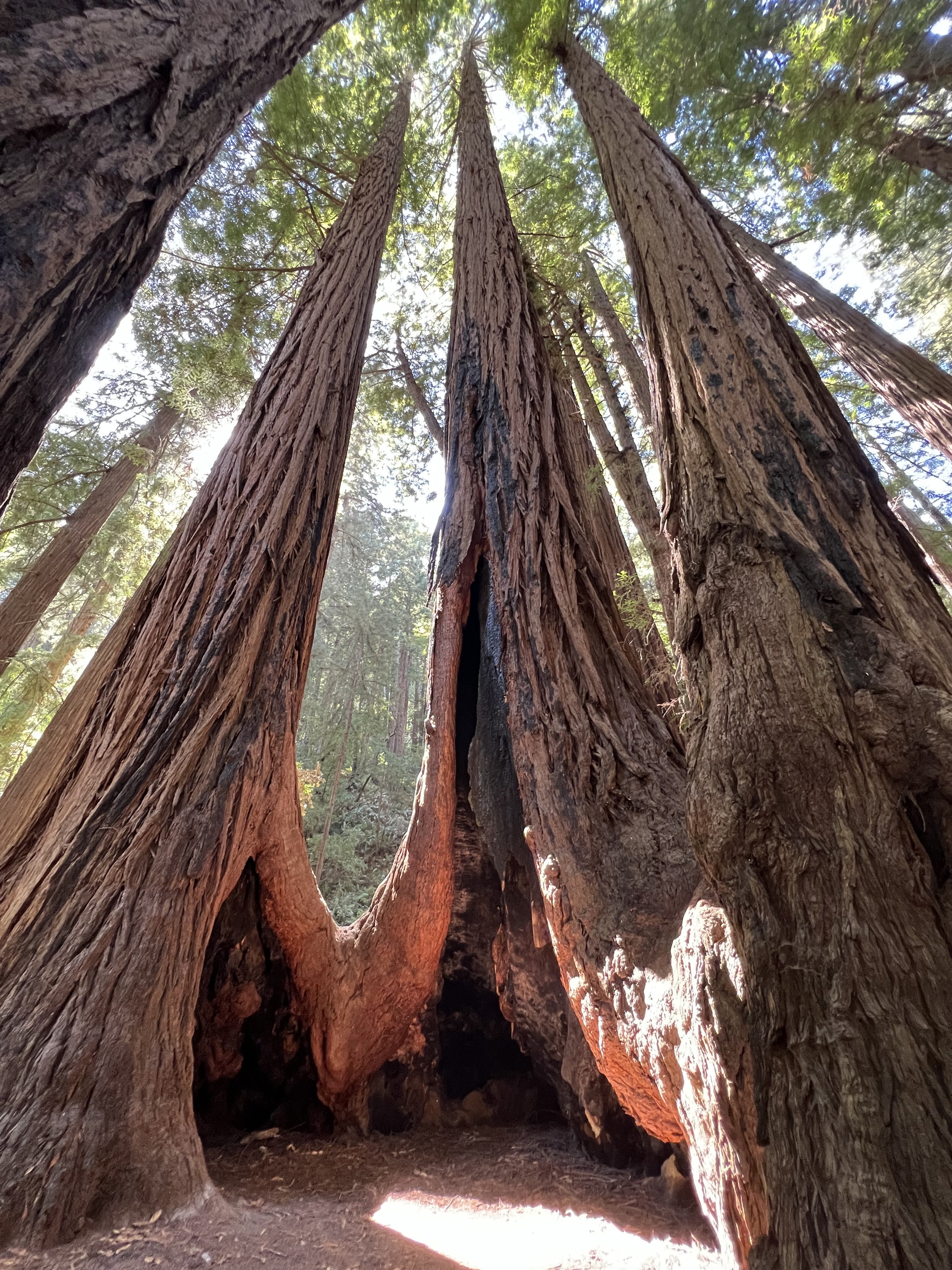 Conference at Muir Woods