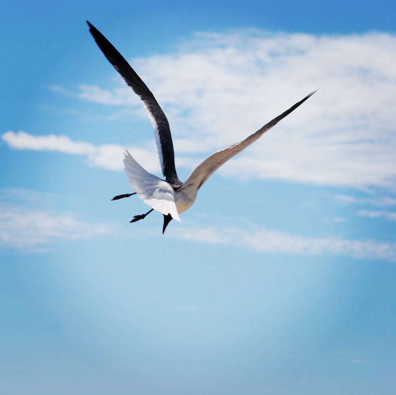 Free Bird