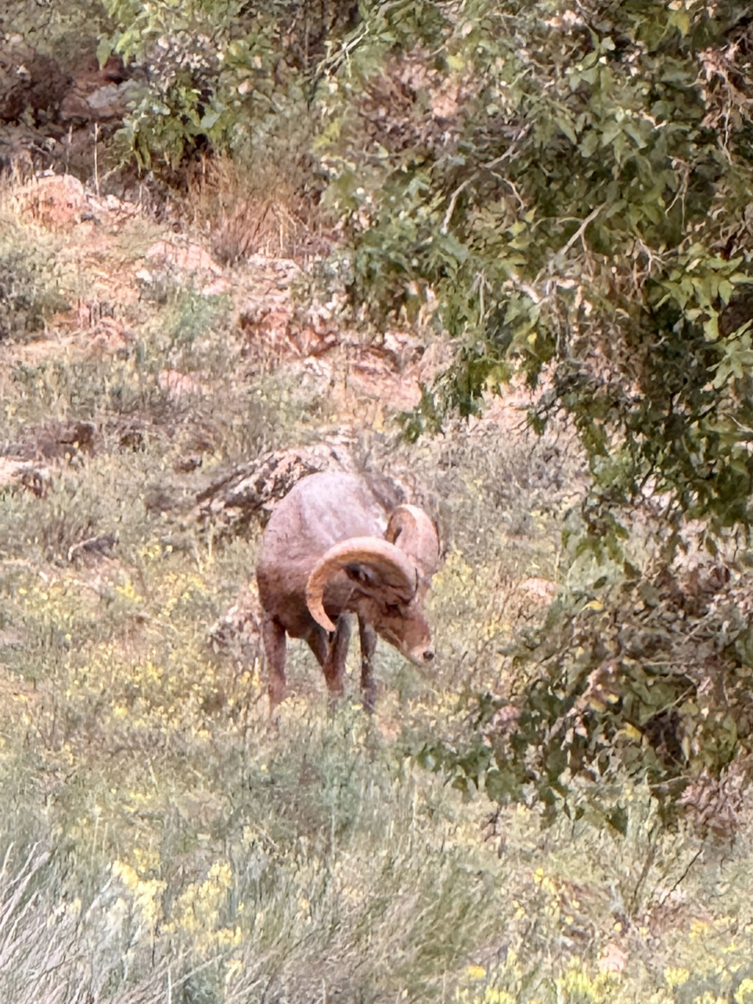 Ram