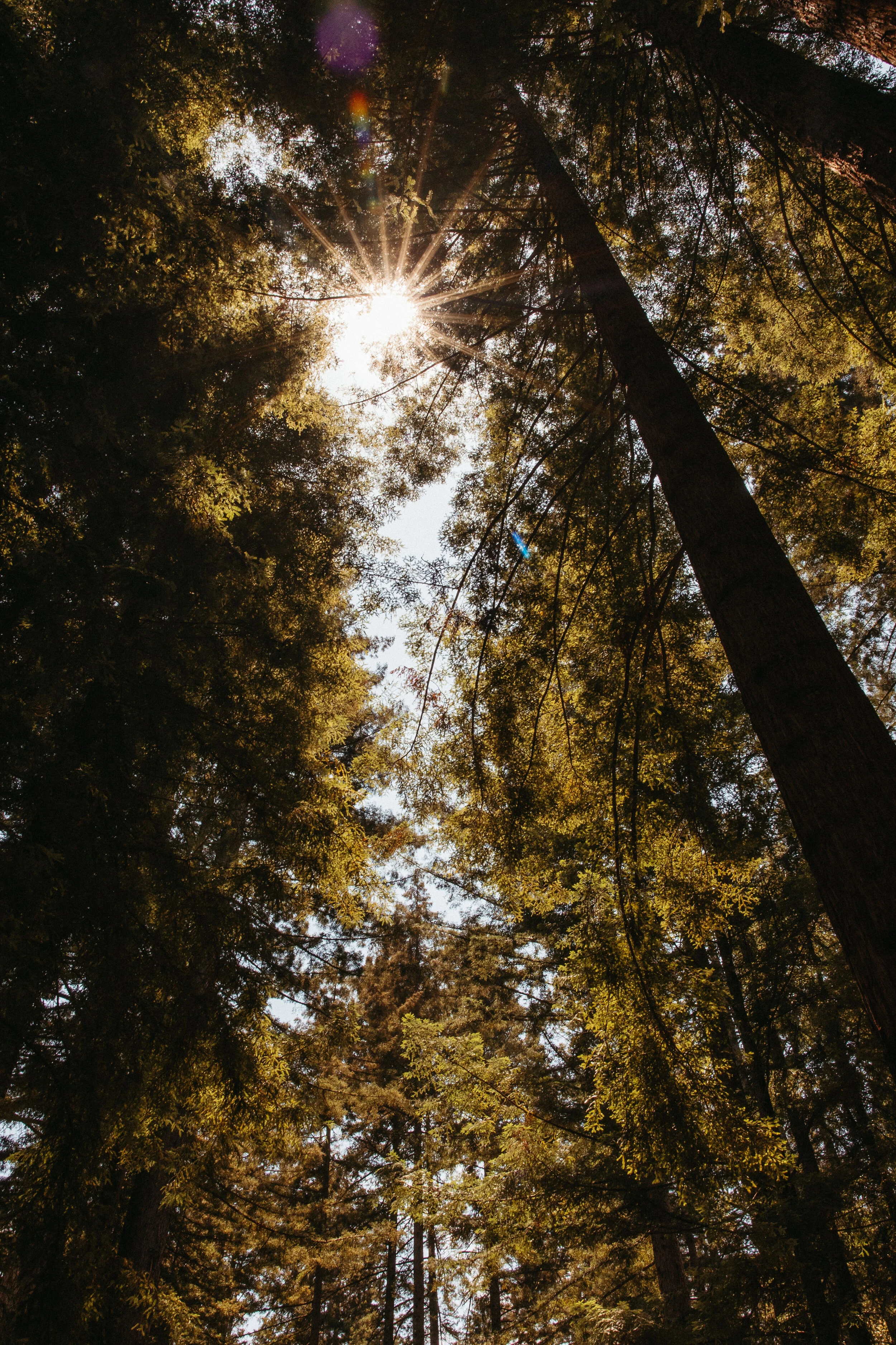 Forest wedding venues in the USA
